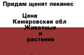 Придам щенят пекинес  › Цена ­ 3 500 - Кемеровская обл. Животные и растения » Собаки   . Кемеровская обл.